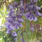 Wisteria sinensisVirág