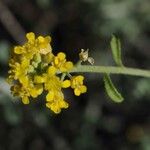 Alyssum serpyllifolium Floro