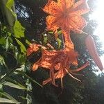 Lilium lancifoliumΛουλούδι