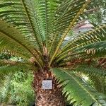 Dioon spinulosum Celota