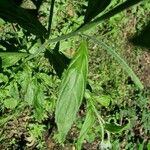 Epilobium roseum Fuelha