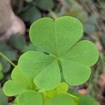 Oxalis stricta Φύλλο