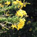 Adenocarpus foliolosus Flor