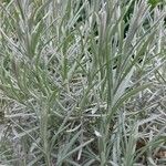 Helichrysum italicum Leaf