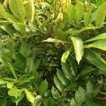 Millettia zechiana Leaf