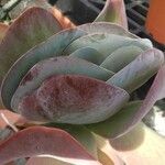 Kalanchoe tetraphylla Лист