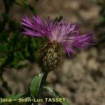 Centaurea jordaniana 花