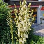 Yucca filamentosaBlodyn