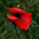 Papaver argemone Fula