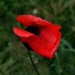 Papaver argemone Blomma