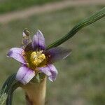 Romulea ramiflora Flower