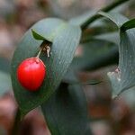 Ruscus hypoglossum Fruit