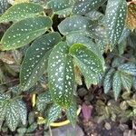 Begonia coccineaBlatt