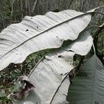 Vernonia brazzavillensis Лист