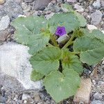 Phacelia calthifolia Habitatea