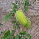 Araujia sericifera Frukt