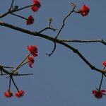 Erythrina droogmansiana Flor