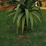 Aloe marlothii Yeri