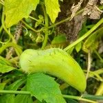 Cyclanthera pedata ഫലം