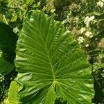 Alocasia macrorrhizos Blad