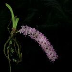 Rhynchostylis retusa Habitus