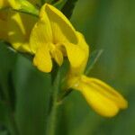 Genista germanica Fiore