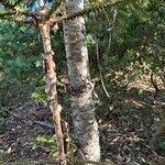 Araucaria cunninghamii Casca