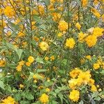 Kerria japonica 整株植物