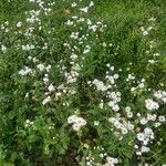 Erigeron philadelphicusBlomma