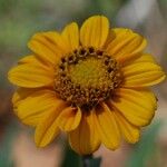 Helianthella californica Flower