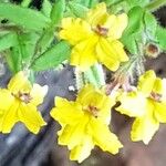 Goodenia heterophylla പുഷ്പം