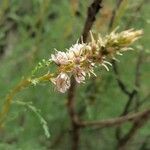 Myricaria germanica Kwiat
