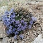 Jasione crispa Blomma