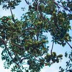 Sterculia foetida Fruit