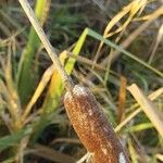 Typha × glauca Owoc