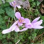 Colchicum autumnale 花