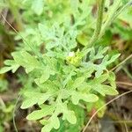 Parthenium hysterophorus Feuille