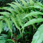 Thelypteris reticulata Лист