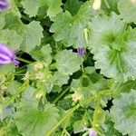 Campanula portenschlagiana Leaf