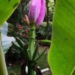 Musa velutina Flower