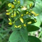 Hypericum hirsutum Blomst