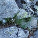 Asplenium septentrionale Агульны выгляд