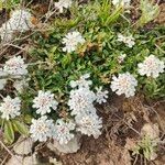 Iberis carnosa Flor