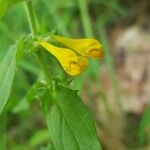 Melampyrum nemorosum Květ