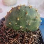 Opuntia aciculata Ліст