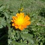 Calendula officinalisFlower