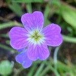 Malcolmia maritima പുഷ്പം