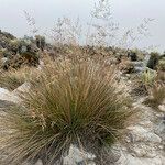 Paramochloa effusa Tervik taim