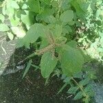 Amaranthus tortuosus Blatt