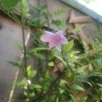 Jasminum beesianum Квітка